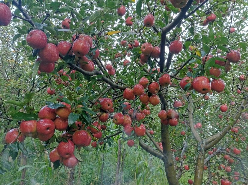 Gala Apples Tray Pack | Harvest Start - July End |
