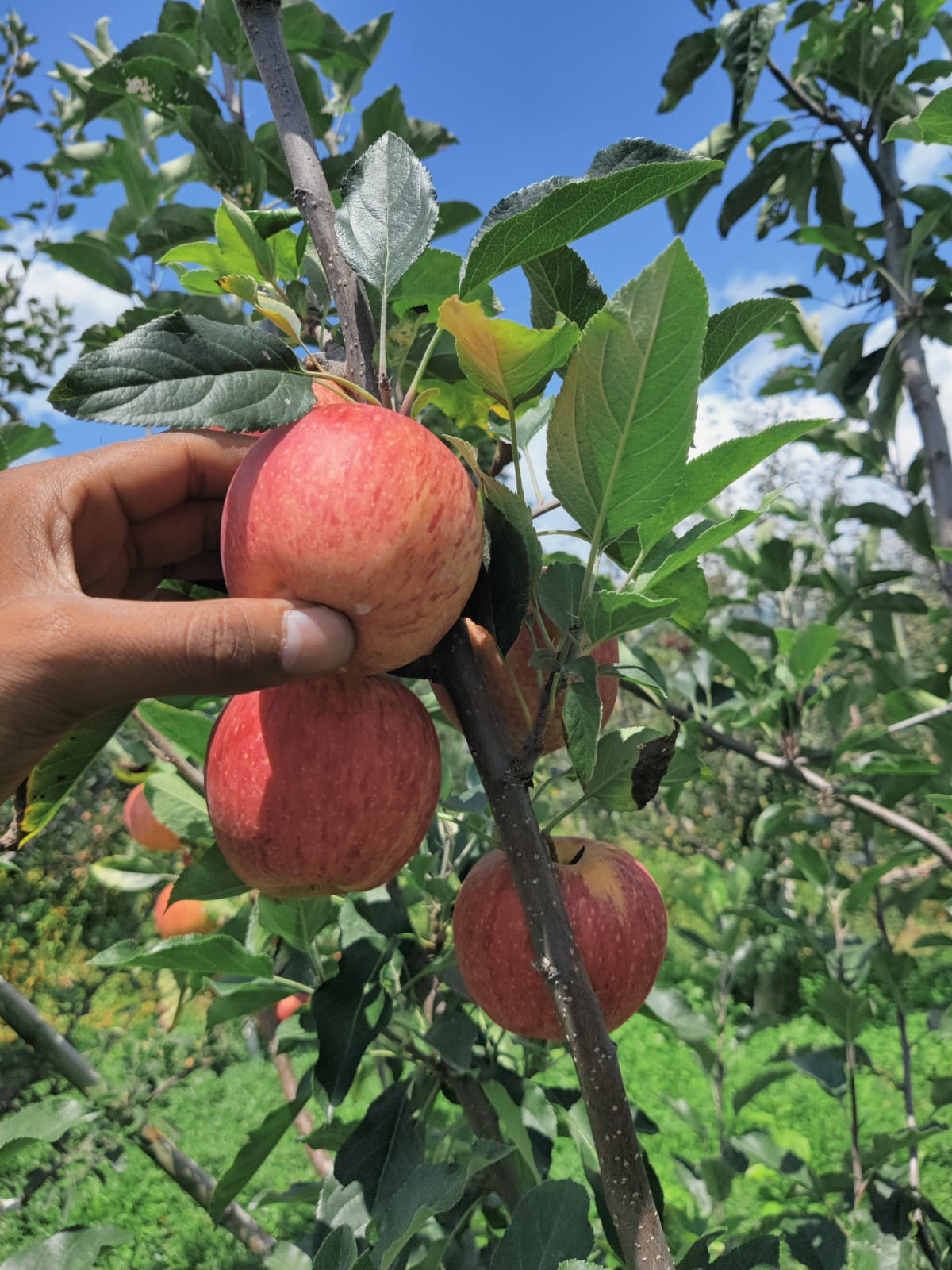Baby Apple for Kids | Juicy & Tasty | September & October