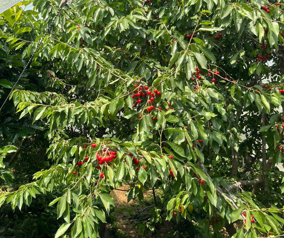 Cherry 1.3 kg Pack
