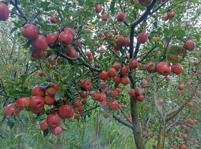 Gala Apples Tray Pack | Harvest Start - July End |