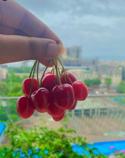 Cherry 1.3 kg Pack