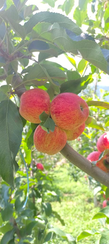 Baby Apple for Kids | Juicy & Tasty | September & October