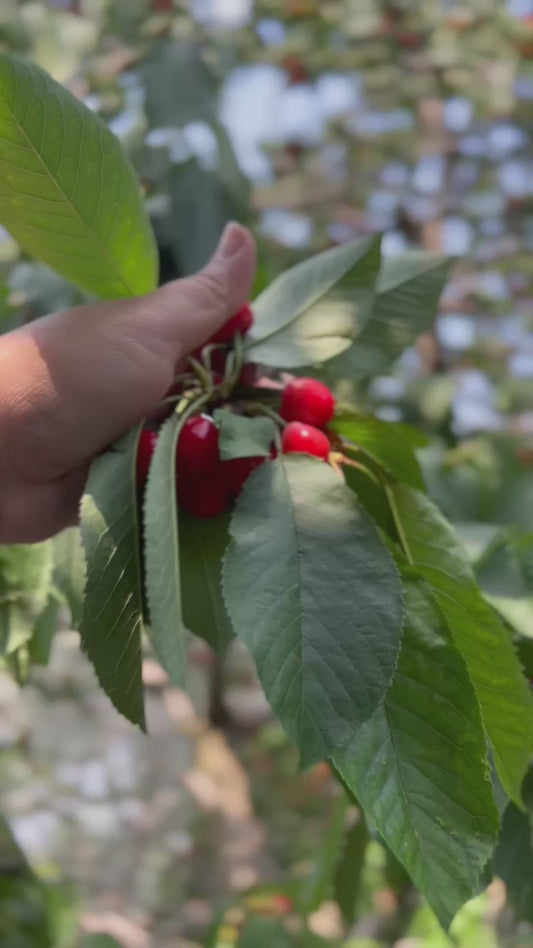 Cherry 1.5 kg Pack