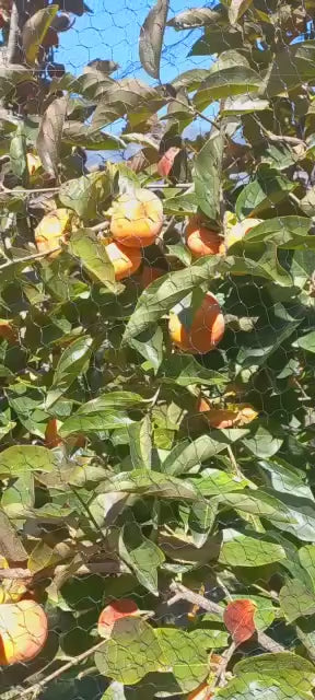 Buy Fresh Himalayan Persimmon Online in India – Sweet Tree‑Ripened Japanese Fruit | Snow Apple