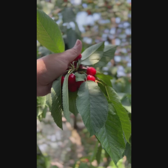 Fresh Himalayan cherries being hand-picked from Himalayan orchard – harvested now and delivered within 24 hours – SnowApple.in