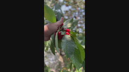 Fresh Himalayan cherries being hand-picked from Himalayan orchard – harvested now and delivered within 24 hours – SnowApple.in