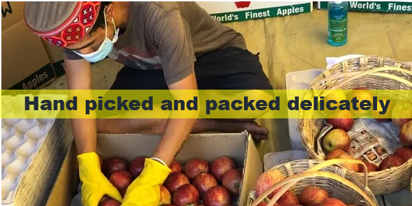 Snow Apple™ Fresh Juicy & Crunchy Himalayan Apples | Buy Fresh Apples Online